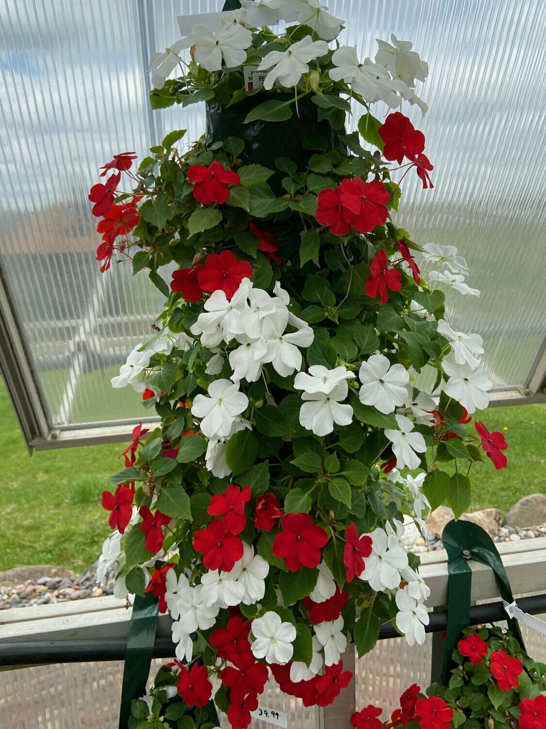 Hanging impatiens bags hotsell