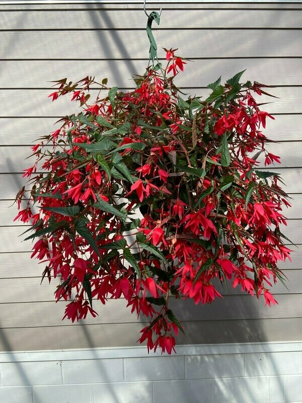 Begonia Groovy Pink Basket