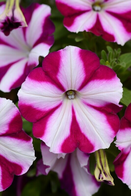 Petunia Sunspun Raspberry Star Pot