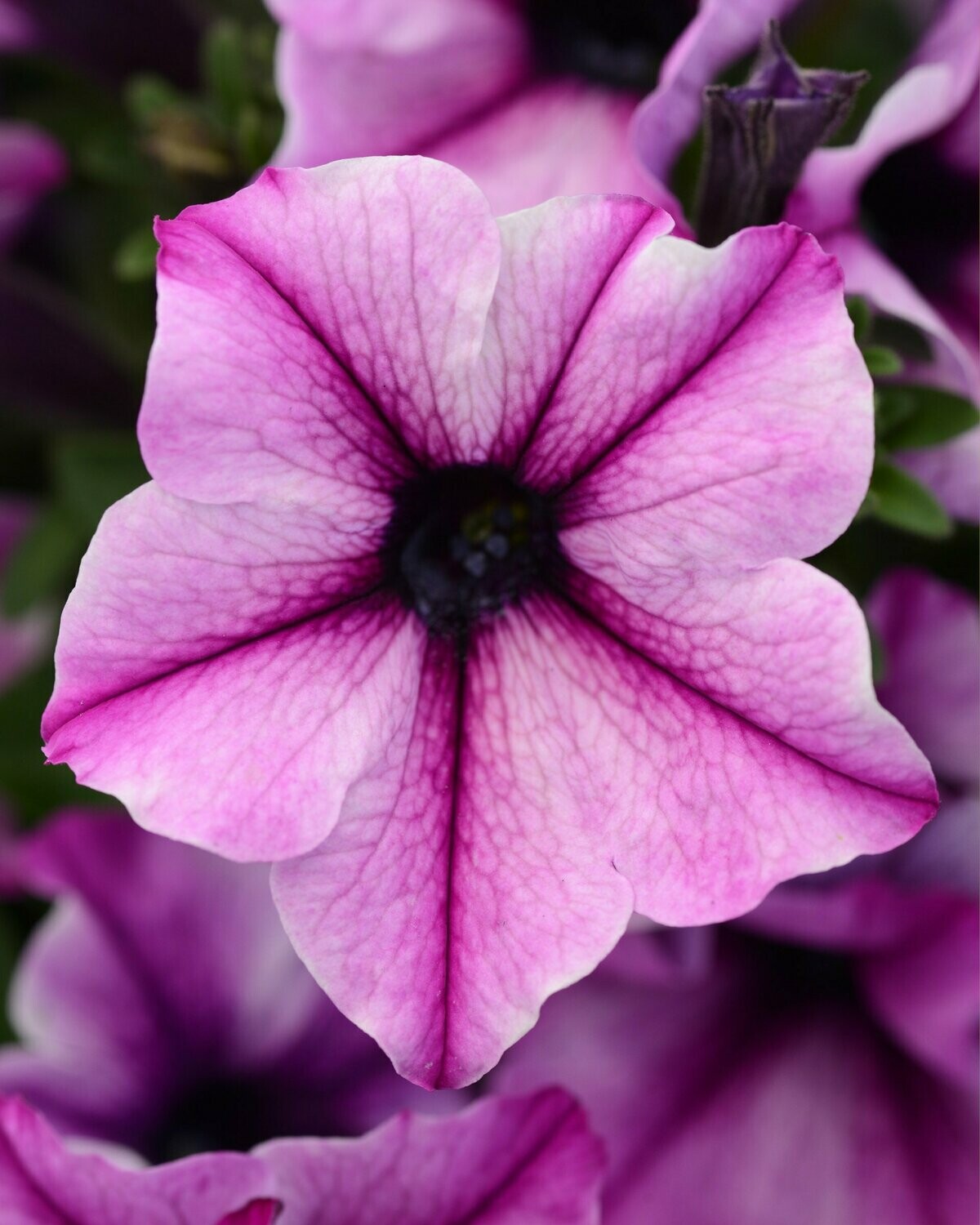 Petunia Color Blitz Rose Stardust