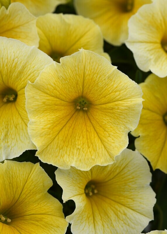 Petunia Yellowstone