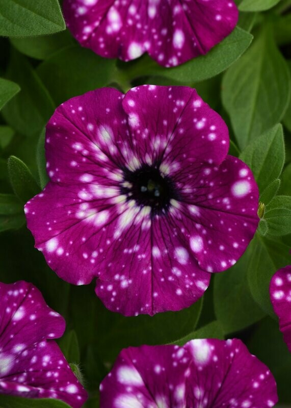 Petunia Headlier Electric Purple Sky