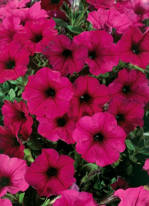 Petunia Headlier Electric Purple