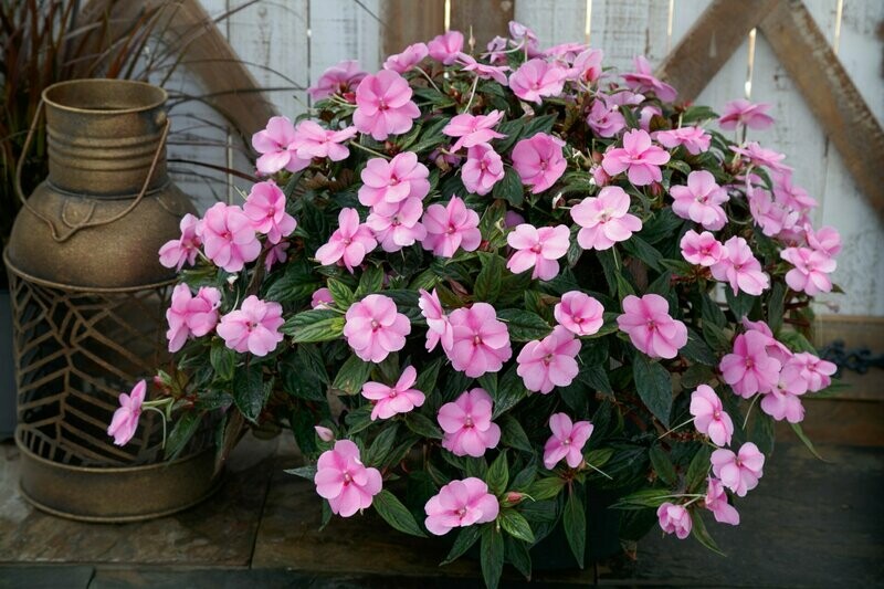 Sunpatiens Lavender Splash Basket