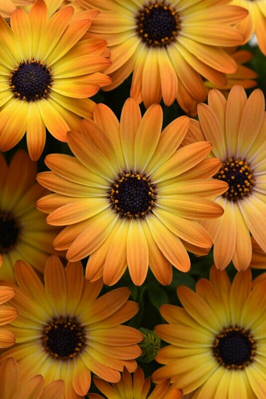 Osteospermum Sunshine Beauty