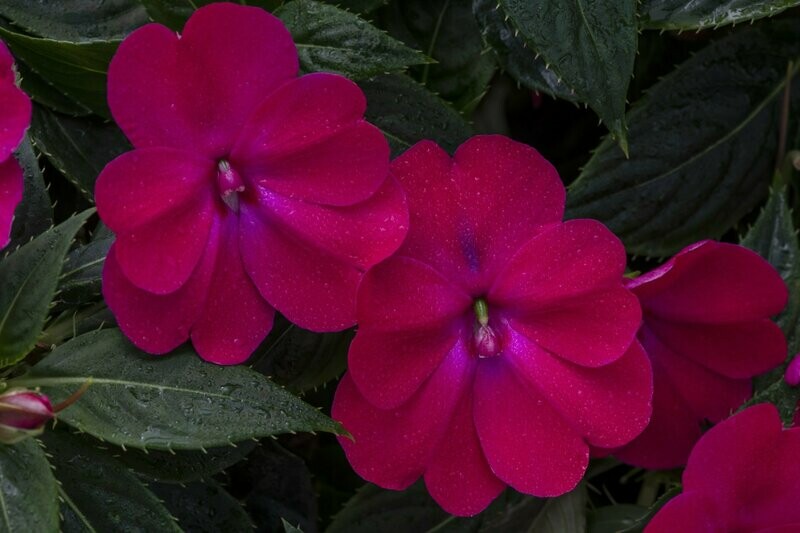 Sunpatiens Rose Glow Pot