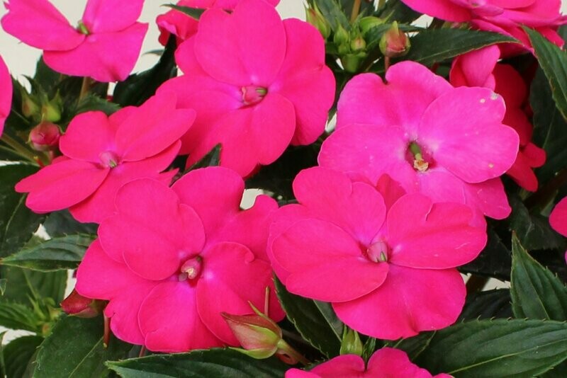 Sunpatiens Rose Pink Basket