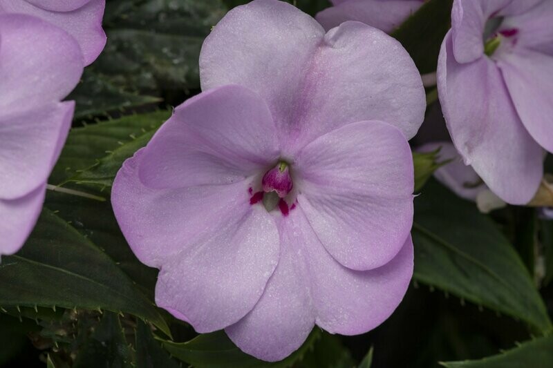 Sunpatiens Orchid Blush Pot