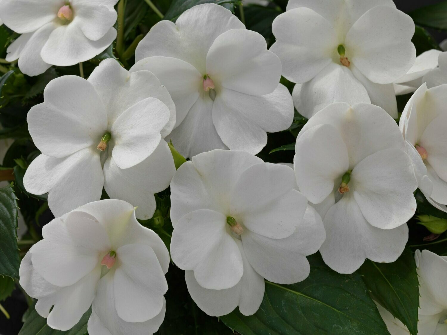 Sunpatiens White Pot