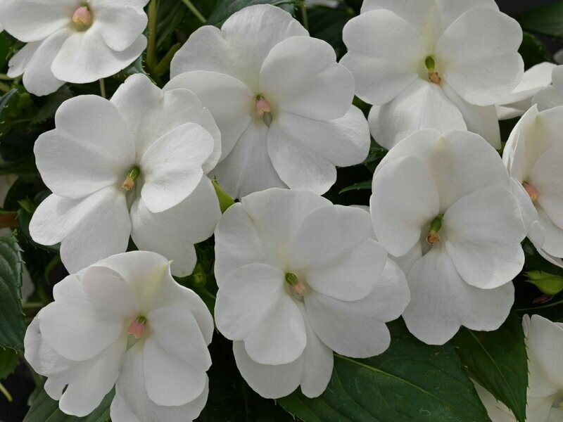 Sunpatiens White Pot
