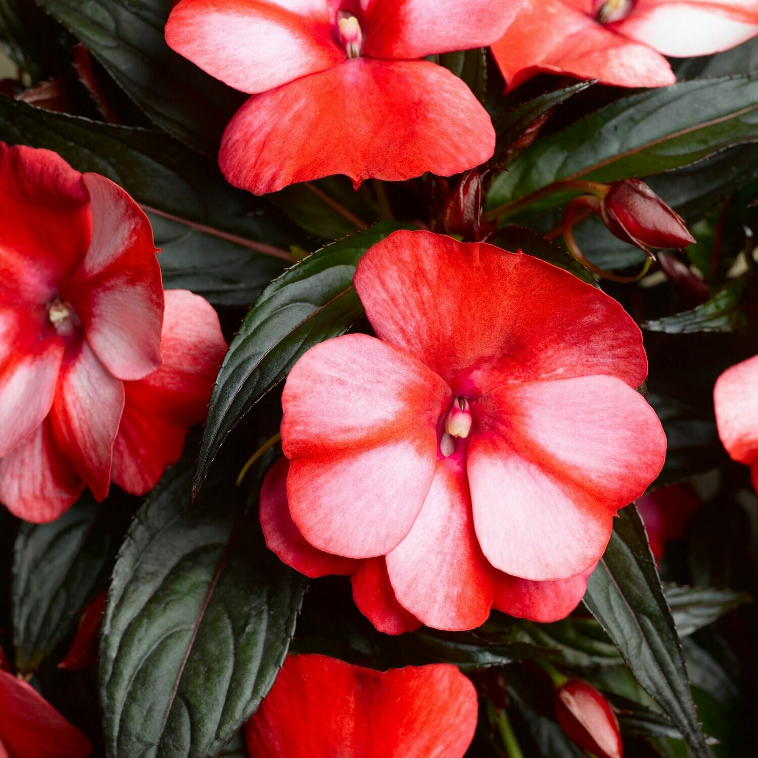 New Guinea Sonic Sweet Red