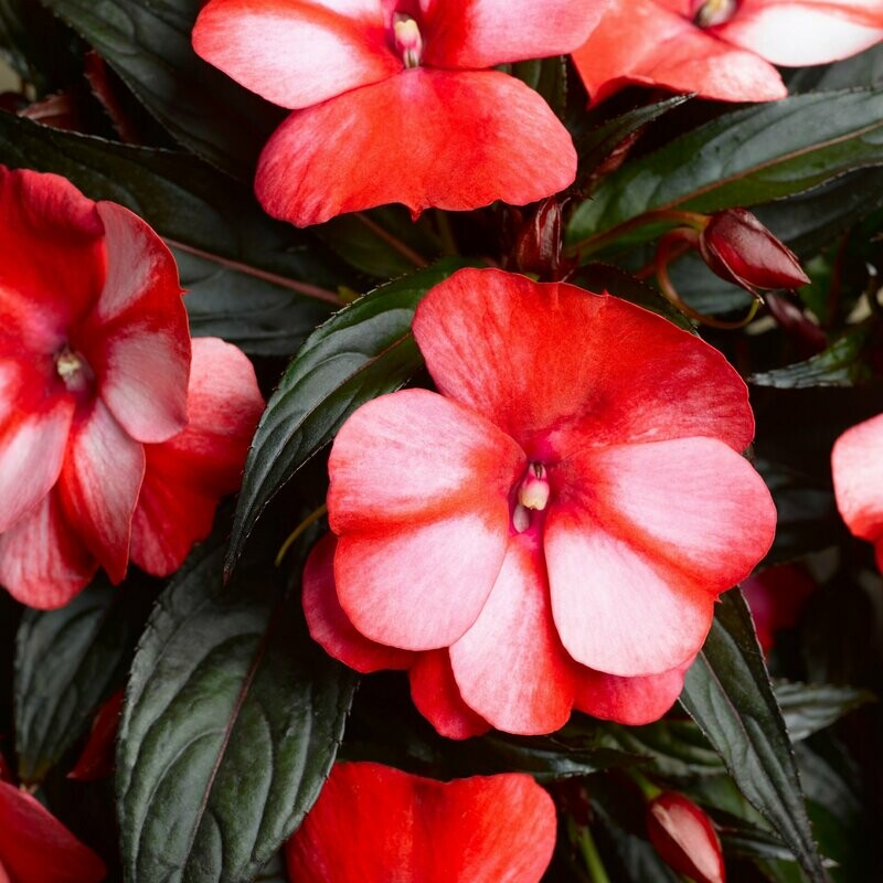 New Guinea Sonic Sweet Red