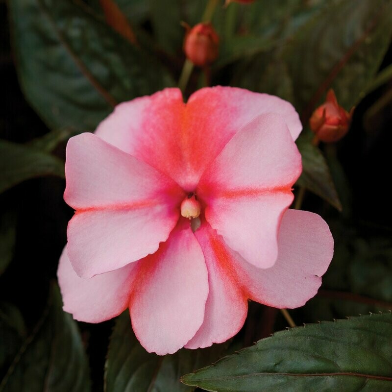 New Guinea Super Sonic Sweet Cherry