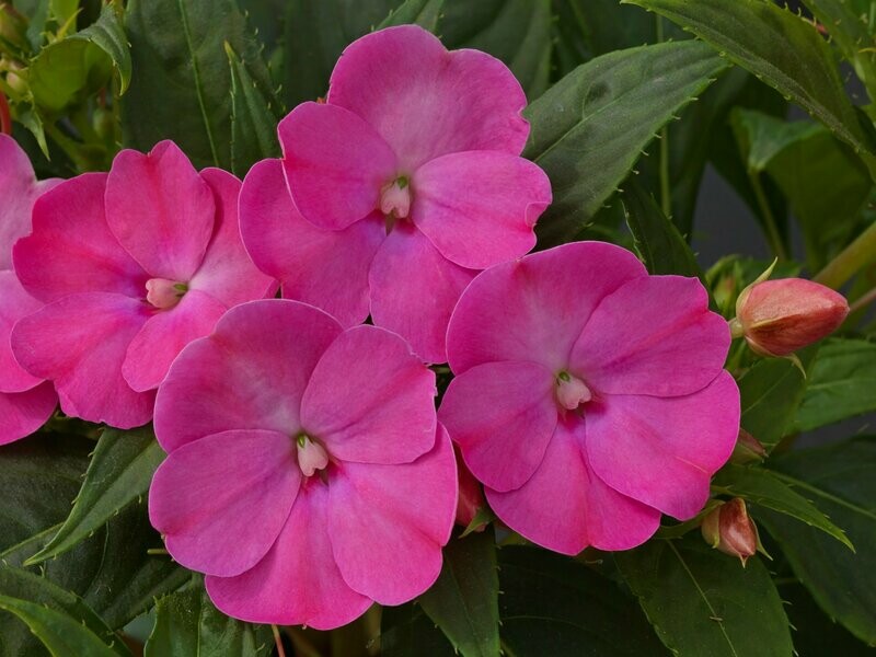 Sunpatiens Lilac Pot