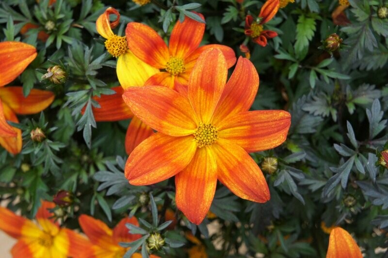 Bidens Bee Happy Orange