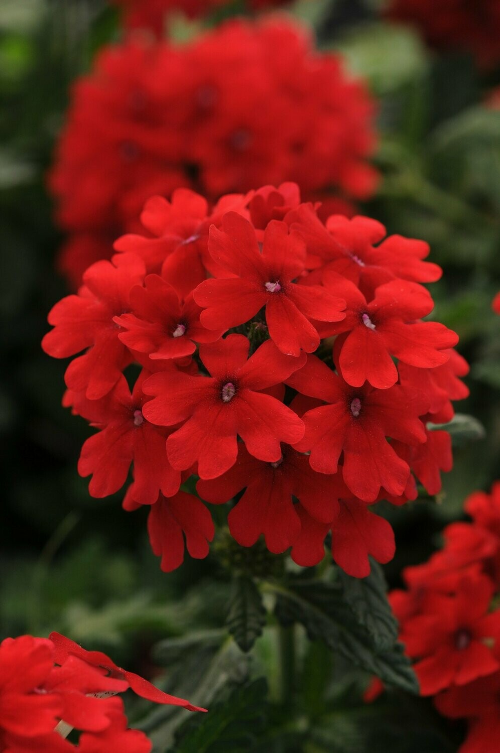 Verbena Firehouse Red