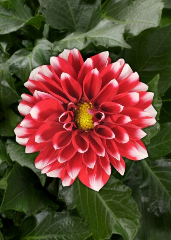 Dahlia Dalaya Dark Red and White