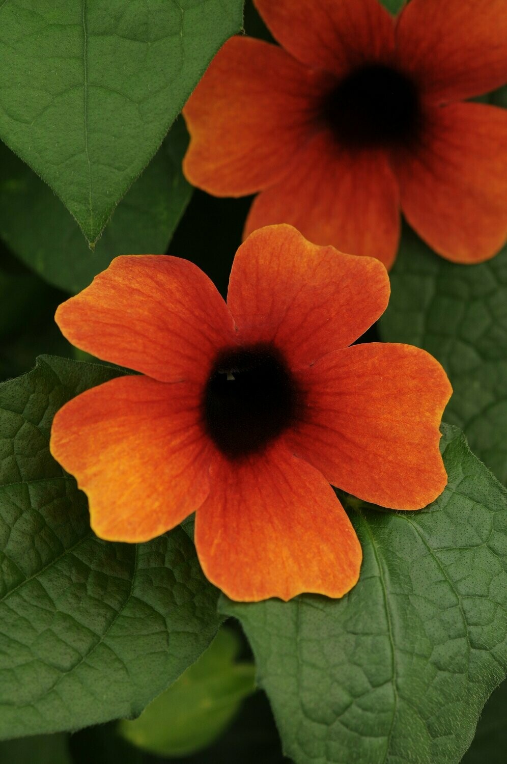 Thunbergia Arizona Glow Basket