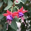 Fuchsia Dark Eye Pot
