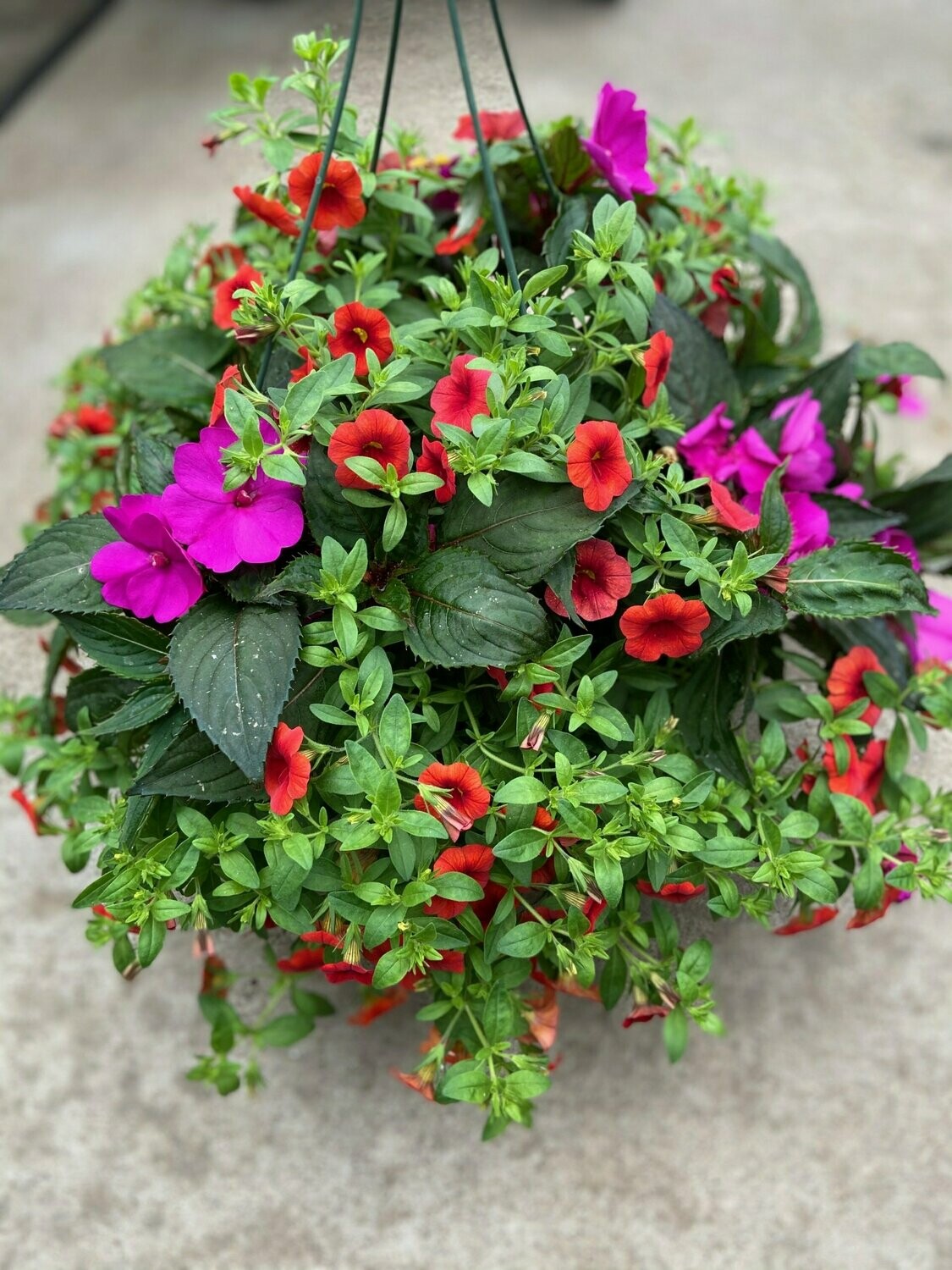 Sunpatien Purple with Calibrachoia Orange
