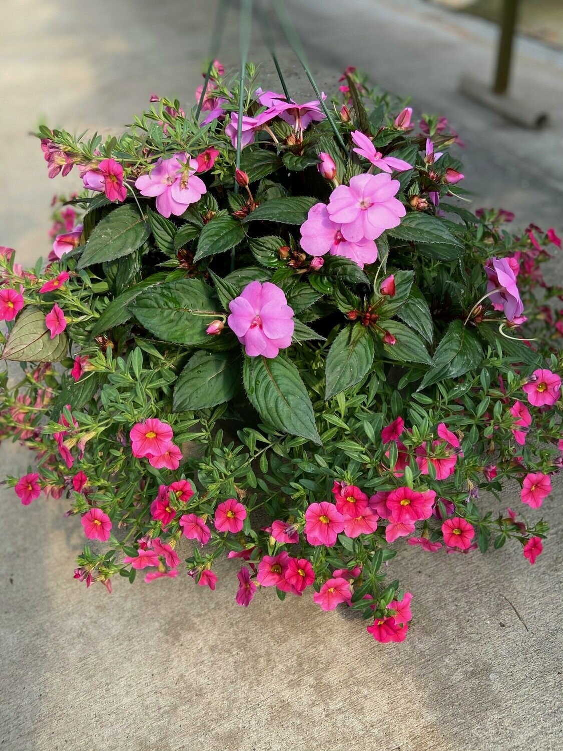 Sunpatien Lavender Splash with Calibrachoa Hot Pink