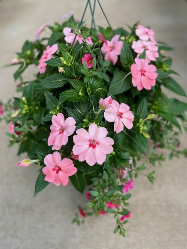 Sunpatien Pink Kiss with Calibrachoia Hot Pink