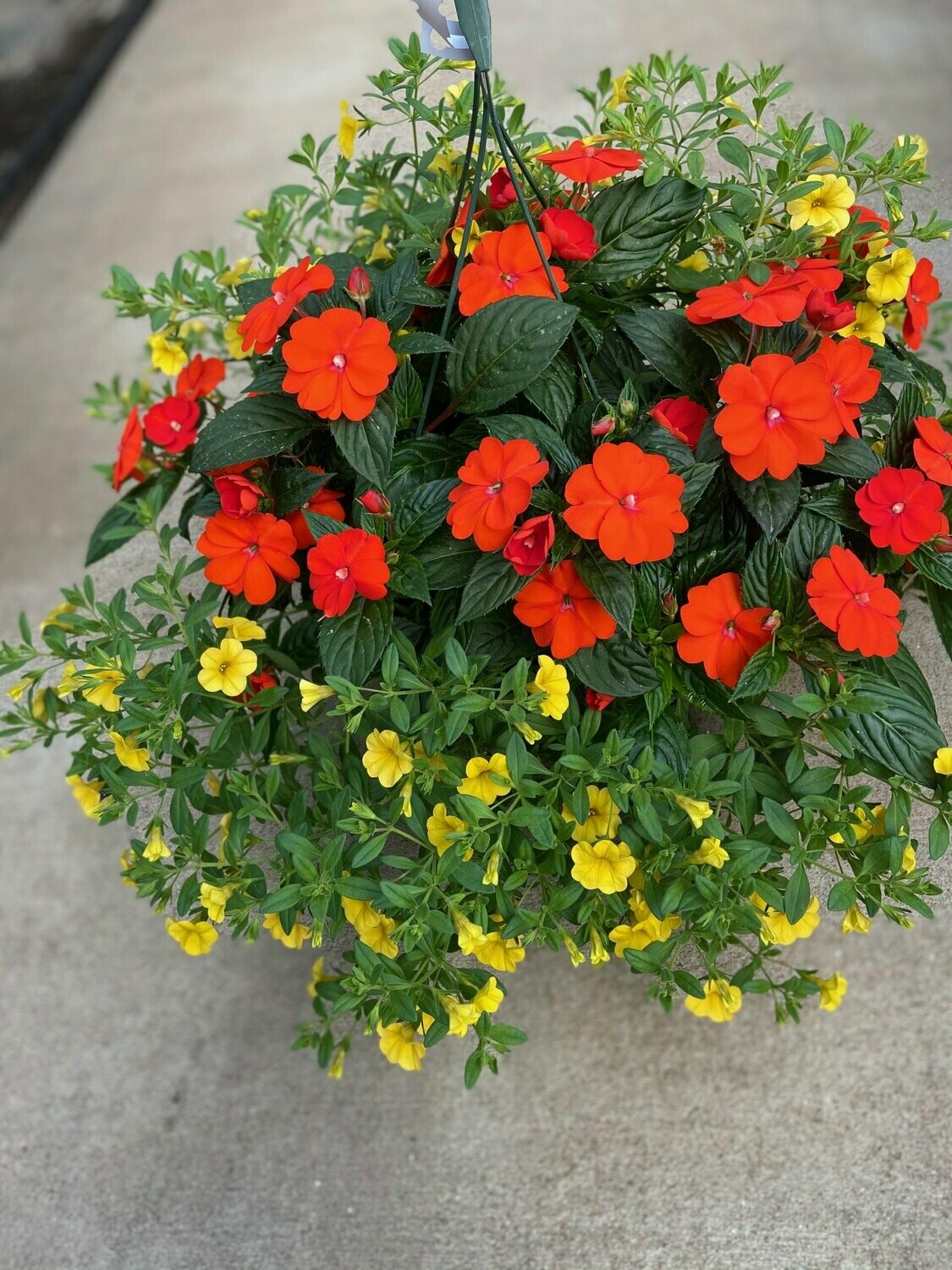 Sunpatien Orange with Calibrachoia Yellow