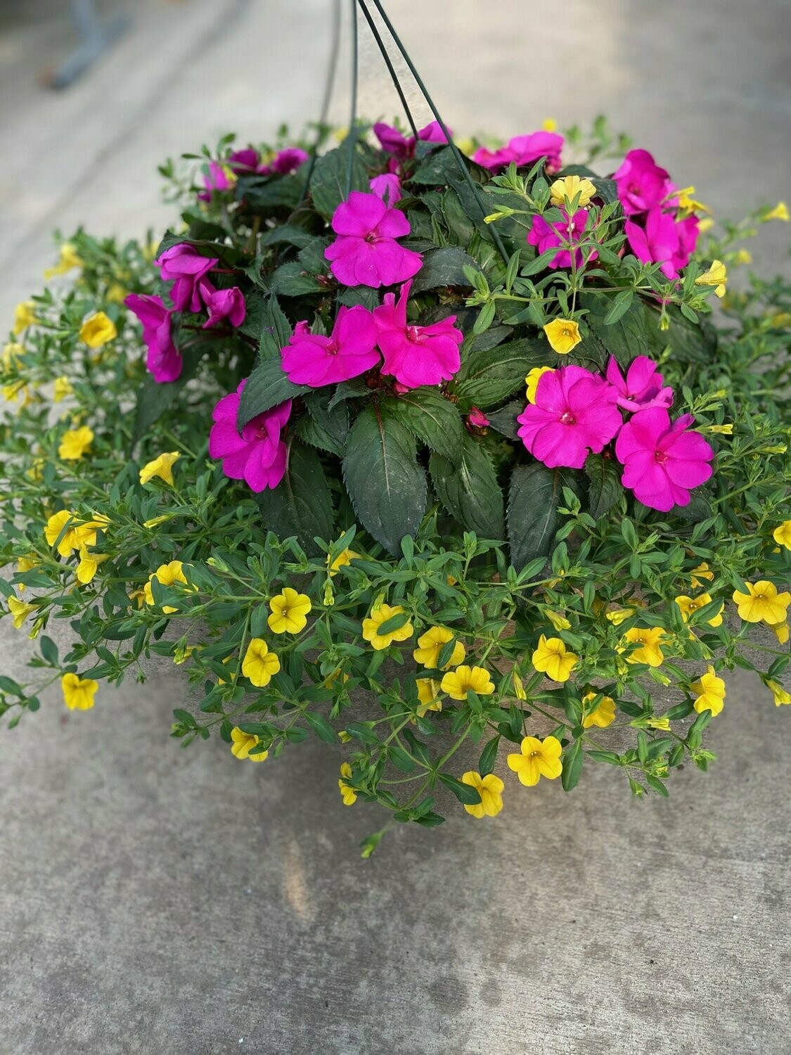 Sunpatien Purple with Calibrachoia Yellow