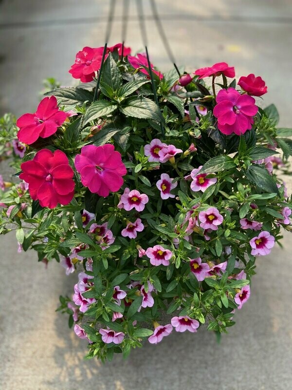 Sunpatien Rose Pink with Calibrachoa Light Pink Kiss