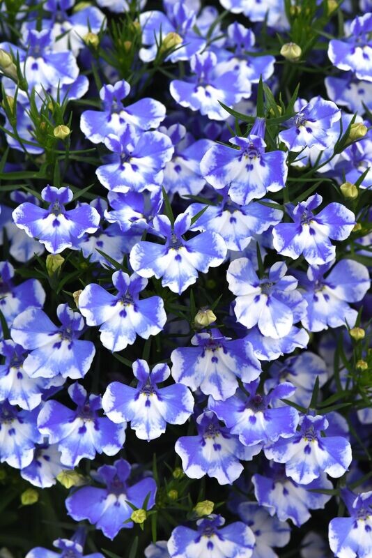 Lobelia Magadi Compact Blue Bay