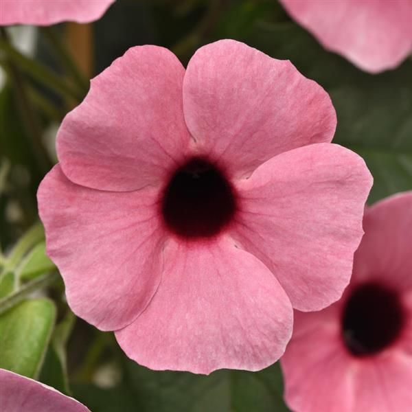 Thunbergia Rose Sensation Basket
