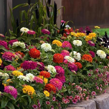 Zinnia Zesty Mix