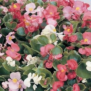 Begonia Prelude Mix