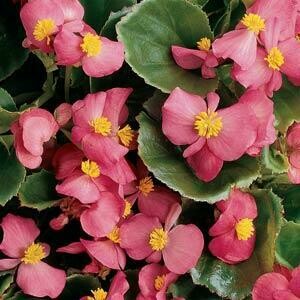 Begonia Prelude Rose