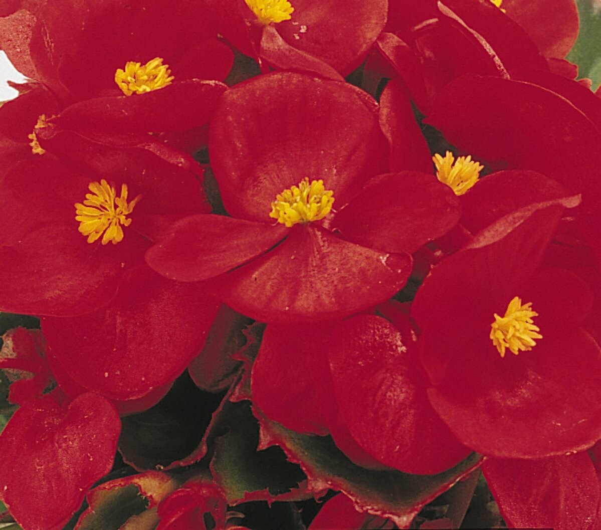 Begonia Prelude scarlet