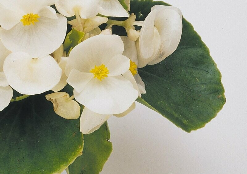 Begonia Prelude White