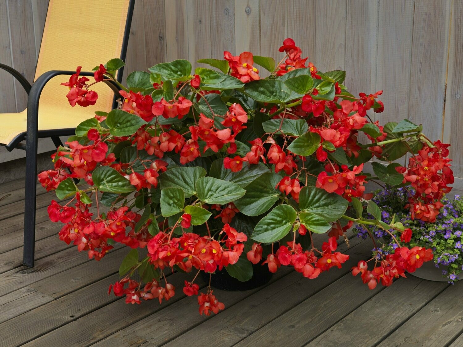 Begonia Whopper Red