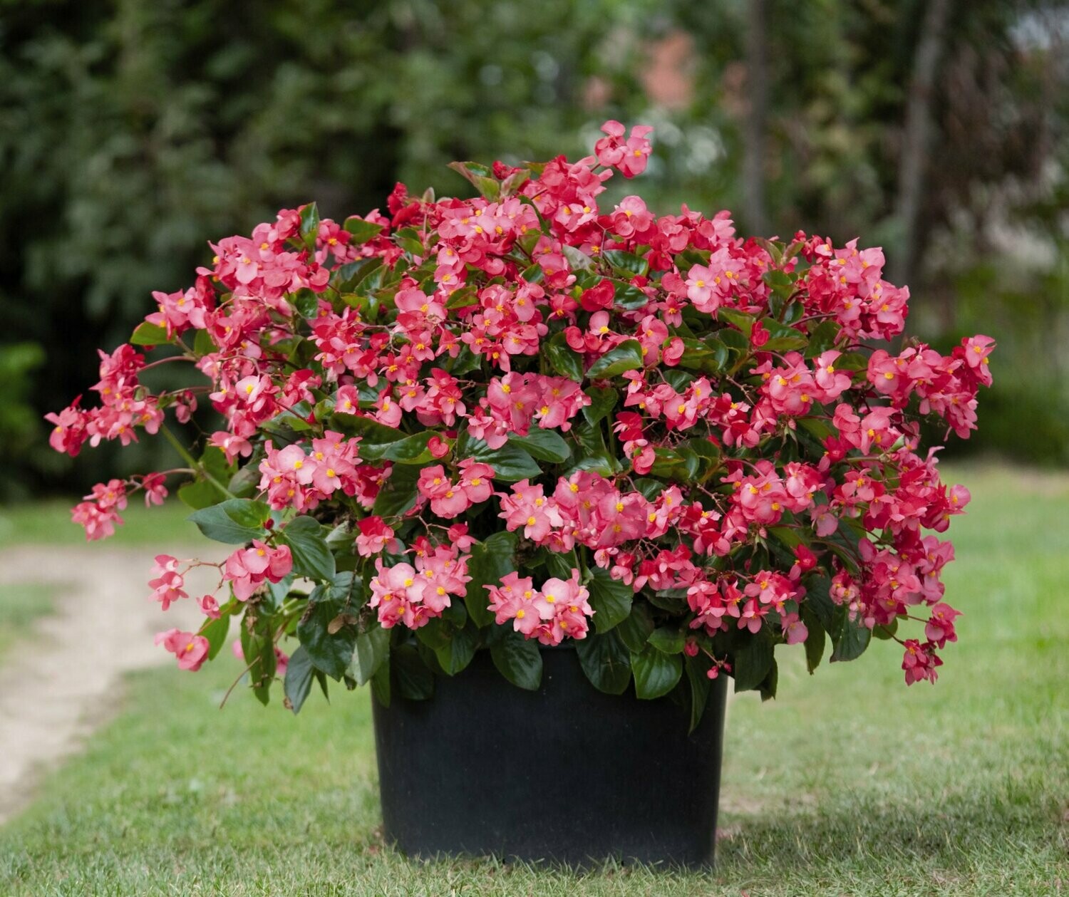 Begonia Whopper Green Leaf Rose