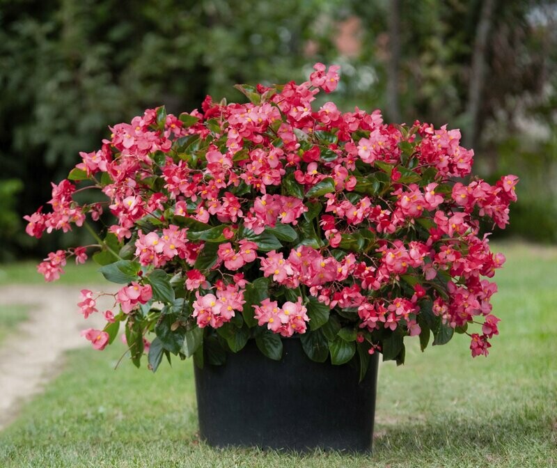 Begonia Whopper Green Leaf Rose