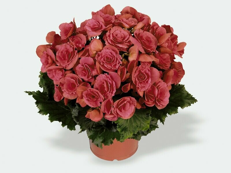 Rieger Begonia Berseba Pink Basket