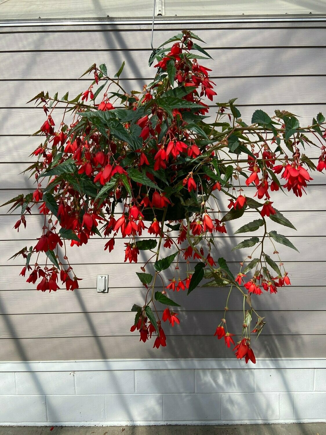 Begonia Groovy Red Basket