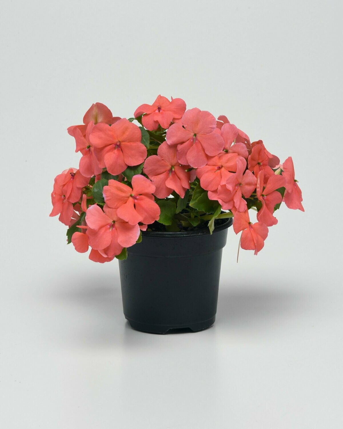 Impatiens Beacon Coral