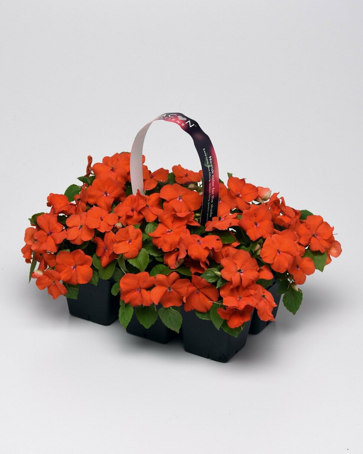 Impatiens Beacon Orange