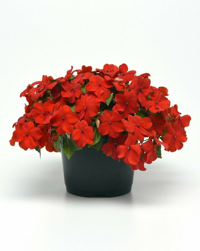 Impatiens Beacon Bright Red
