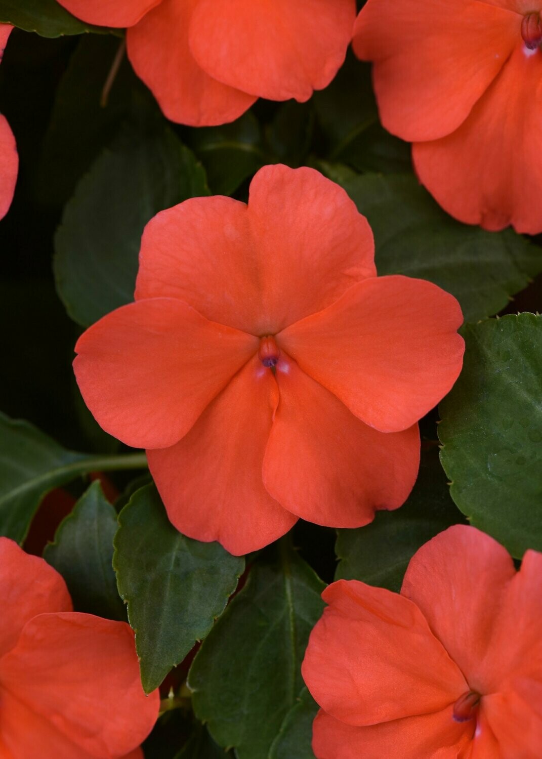 Impatiens Beacon Salmon