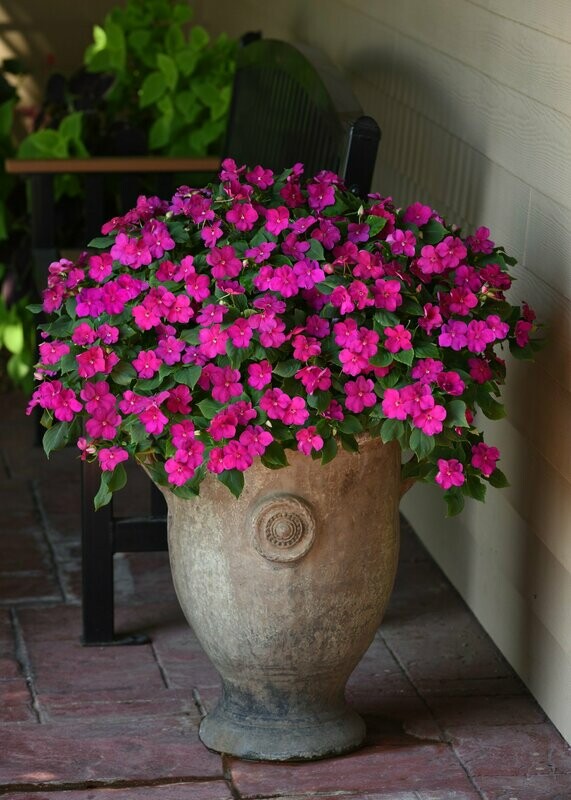 Impatiens Beacon Violet Shades