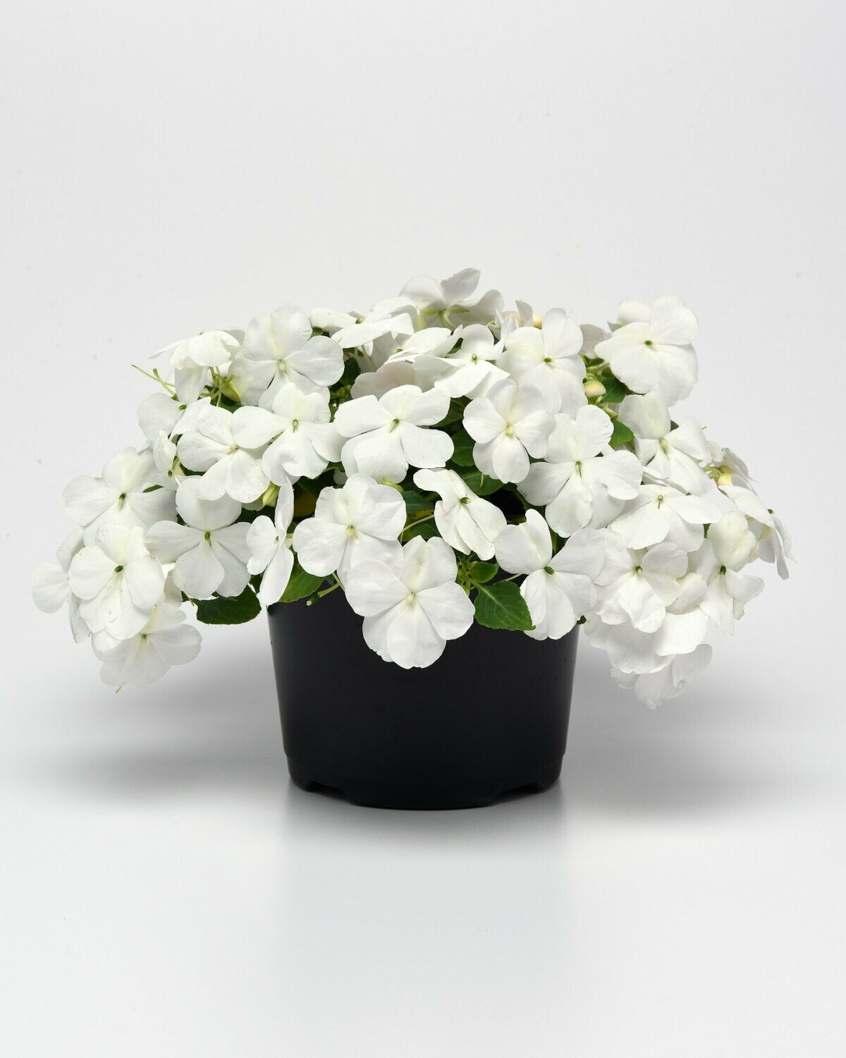 Impatiens Beacon White