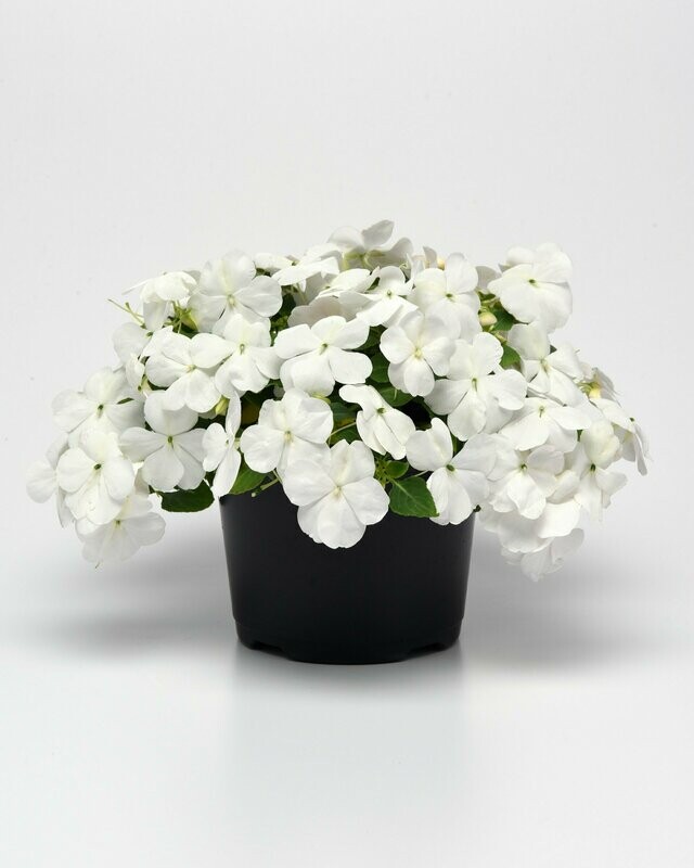 Impatiens Beacon White