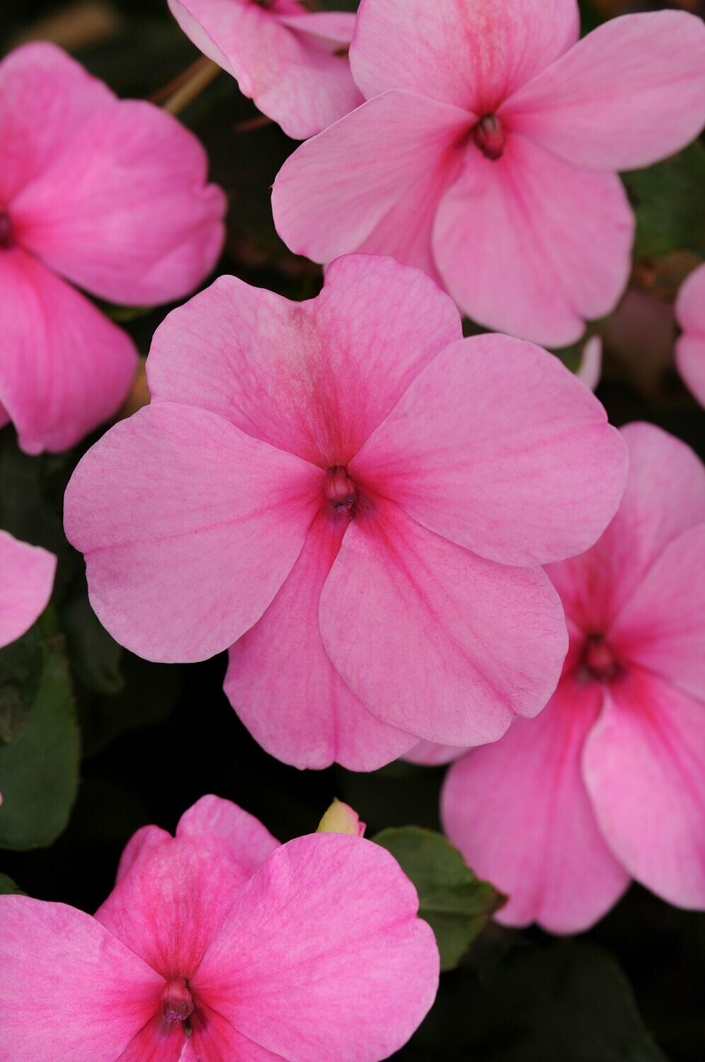 Impatiens Beacon Pink  Basket