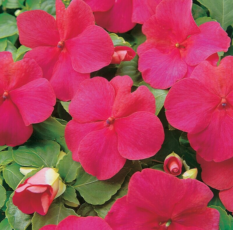 Impatiens Beacon Rose